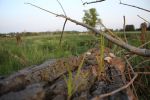 Wiese nach Woggersin